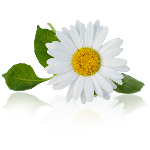 Chamomile